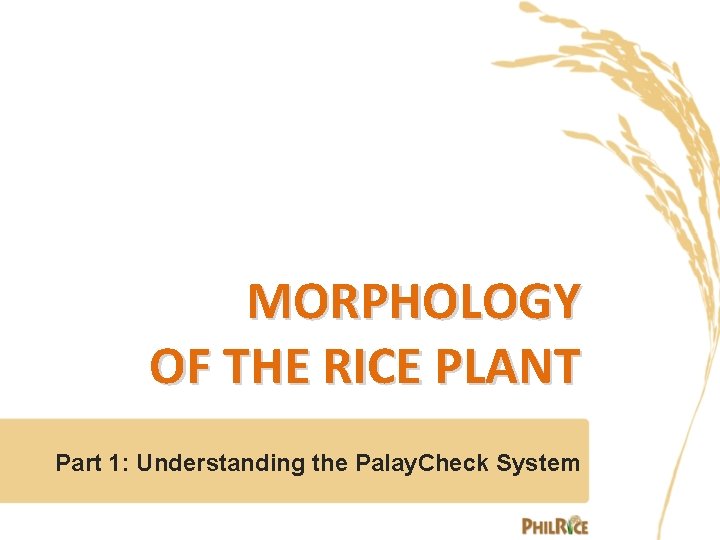 MORPHOLOGY OF THE RICE PLANT Part 1: Understanding the Palay. Check System 