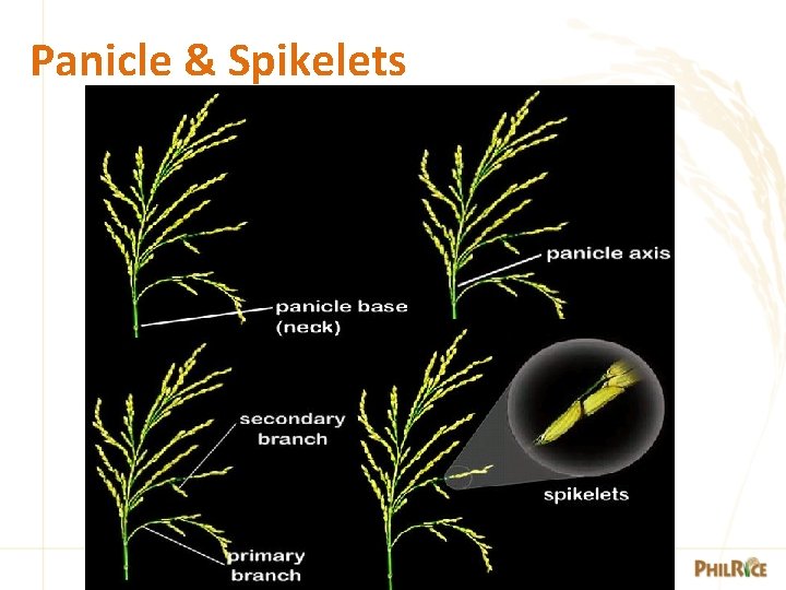 Panicle & Spikelets 