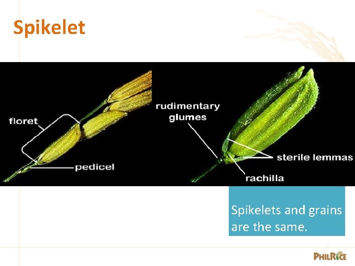 Spikelets and grains are the same. 