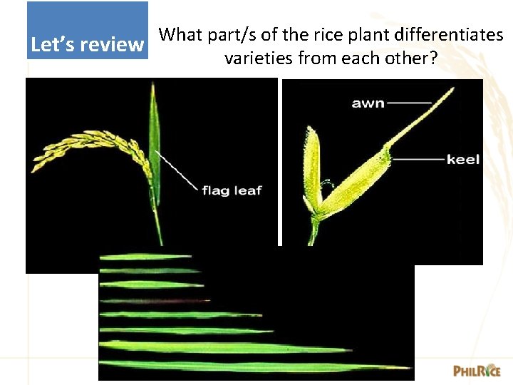 Let’s review What part/s of the rice plant differentiates varieties from each other? 