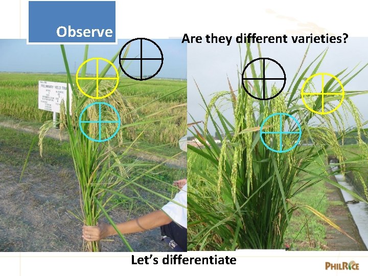 Observe Are they different varieties? Let’s differentiate 