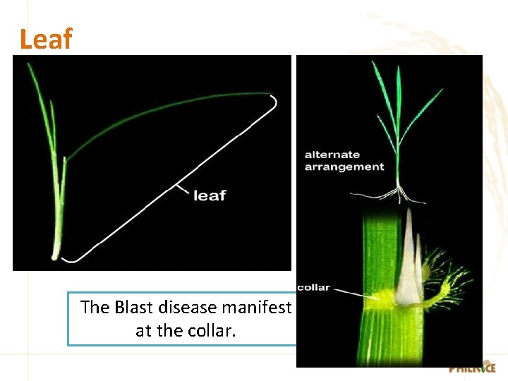 Leaf The Blast disease manifest at the collar. 