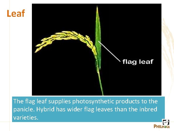 Leaf The flag leaf supplies photosynthetic products to the panicle. Hybrid has wider flag