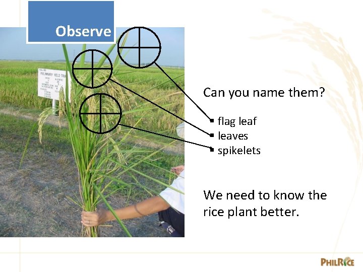 Observe Can you name them? § flag leaf § leaves § spikelets We need