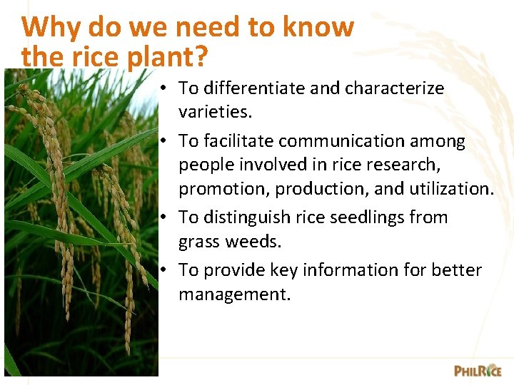 Why do we need to know the rice plant? • To differentiate and characterize