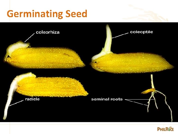 Germinating Seed 