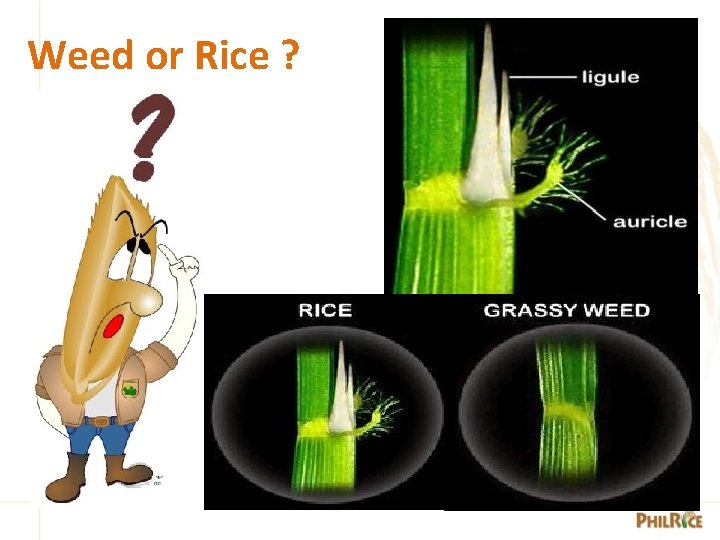 Weed or Rice ? 