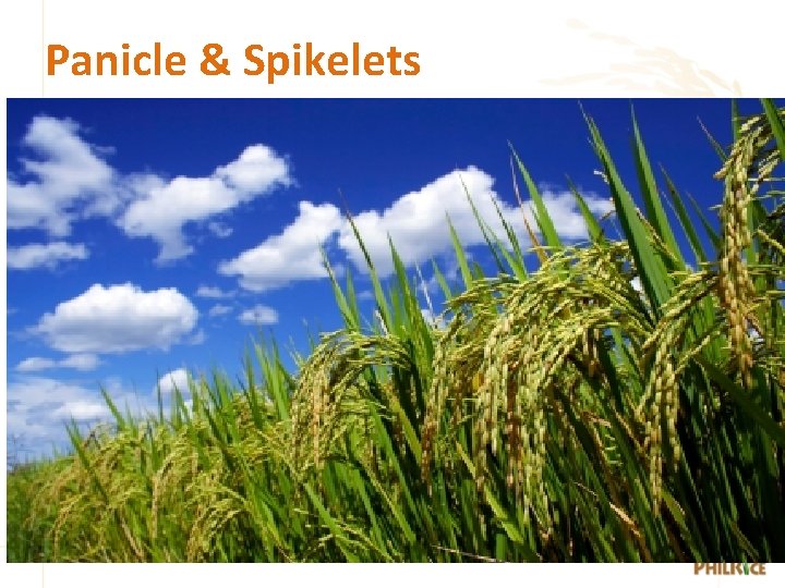 Panicle & Spikelets 