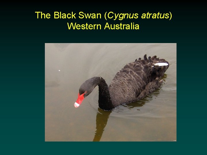 The Black Swan (Cygnus atratus) Western Australia 