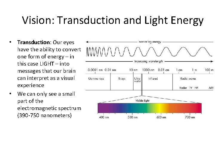 Vision: Transduction and Light Energy • Transduction: Our eyes have the ability to convert