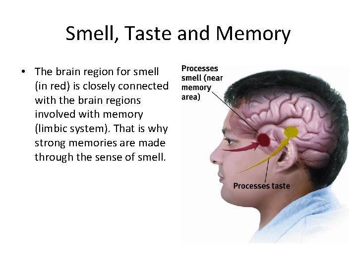 Smell, Taste and Memory • The brain region for smell (in red) is closely