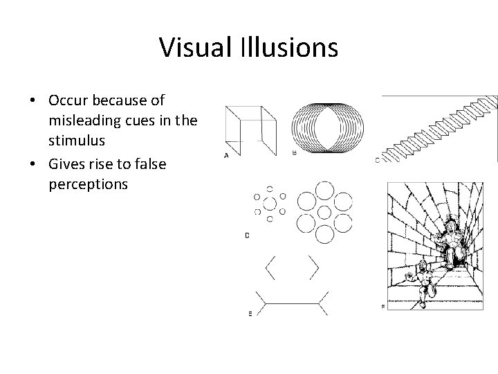 Visual Illusions • Occur because of misleading cues in the stimulus • Gives rise