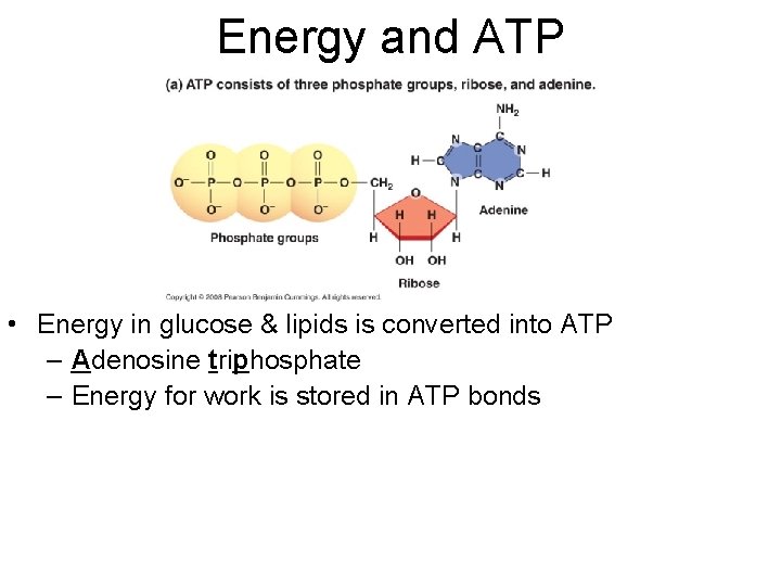 Energy and ATP • Energy in glucose & lipids is converted into ATP –