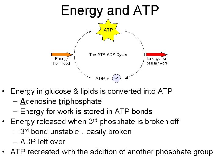 Energy and ATP • Energy in glucose & lipids is converted into ATP –