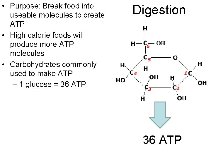  • Purpose: Break food into useable molecules to create ATP • High calorie