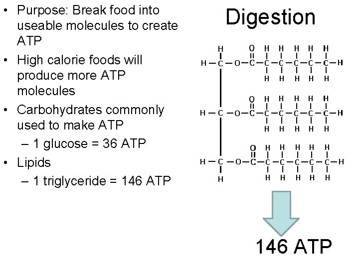  • Purpose: Break food into useable molecules to create ATP • High calorie
