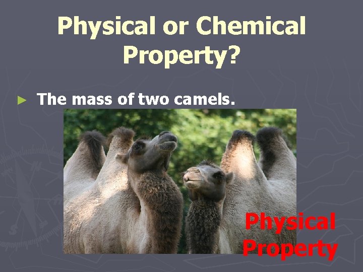 Physical or Chemical Property? ► The mass of two camels. Physical Property 