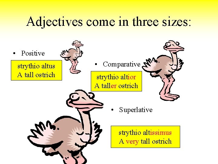 Adjectives come in three sizes: • Positive strythio altus A tall ostrich • Comparative