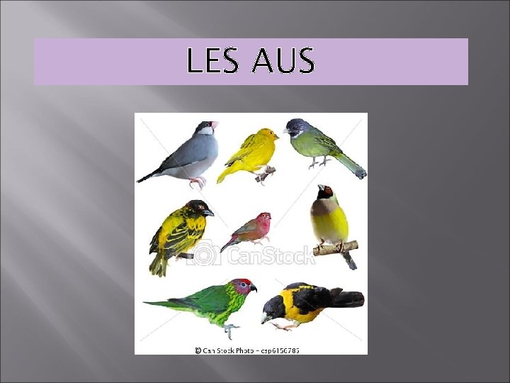 LES AUS 