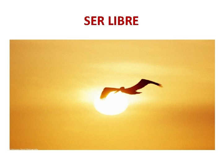 SER LIBRE 