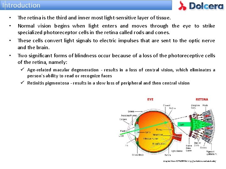 Introduction • • The retina is the third and inner most light-sensitive layer of