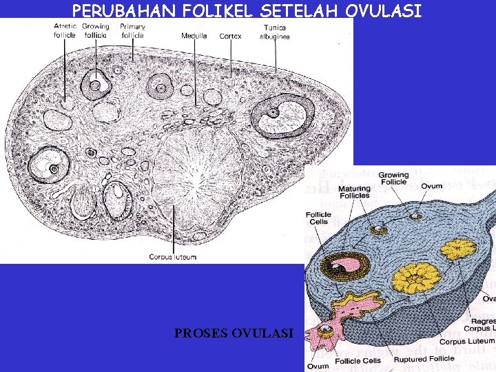 PERUBAHAN FOLIKEL SETELAH OVULASI PROSES OVULASI 16 