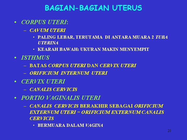 BAGIAN-BAGIAN UTERUS • CORPUS UTERI: – CAVUM UTERI • PALING LEBAR, TERUTAMA DI ANTARA