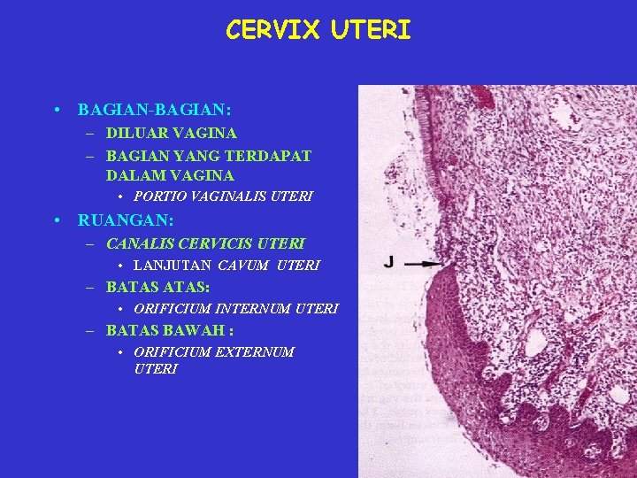 CERVIX UTERI • BAGIAN-BAGIAN: – DILUAR VAGINA – BAGIAN YANG TERDAPAT DALAM VAGINA •