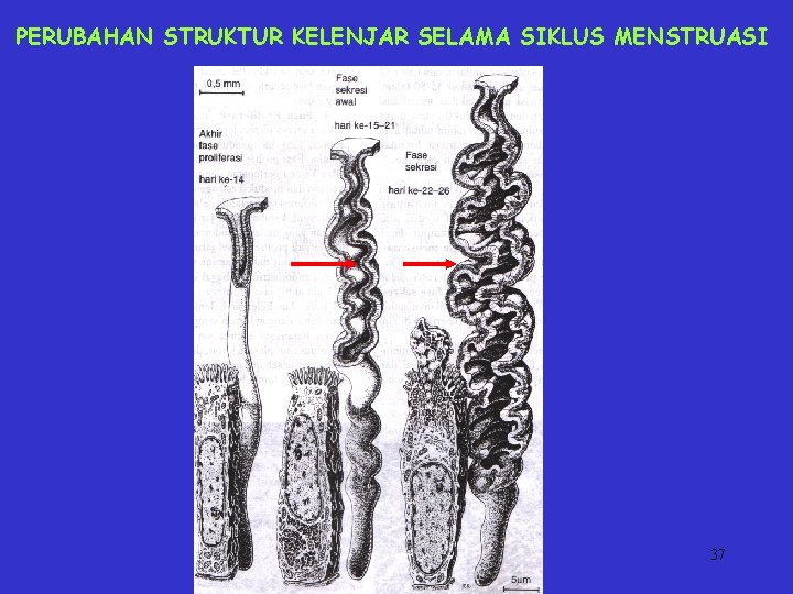 PERUBAHAN STRUKTUR KELENJAR SELAMA SIKLUS MENSTRUASI 37 