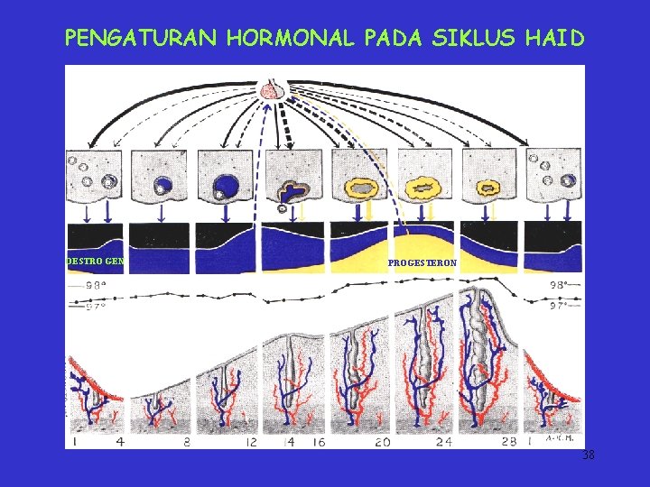 PENGATURAN HORMONAL PADA SIKLUS HAID OESTRO GEN PROGESTERON 38 