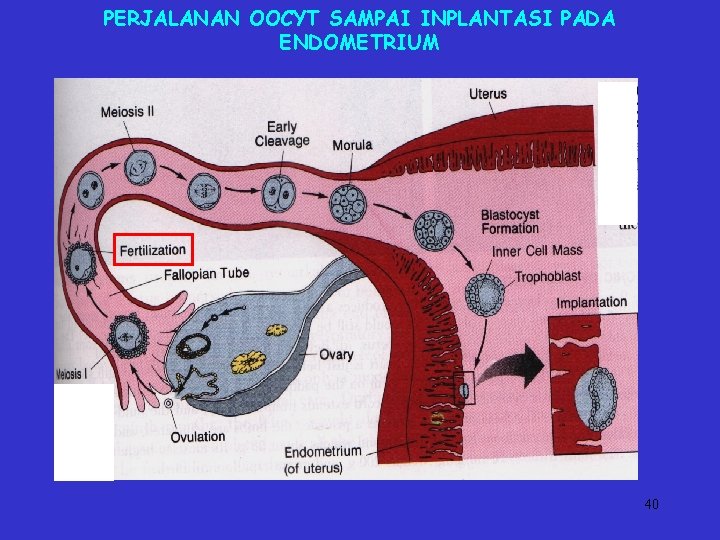 PERJALANAN OOCYT SAMPAI INPLANTASI PADA ENDOMETRIUM 40 