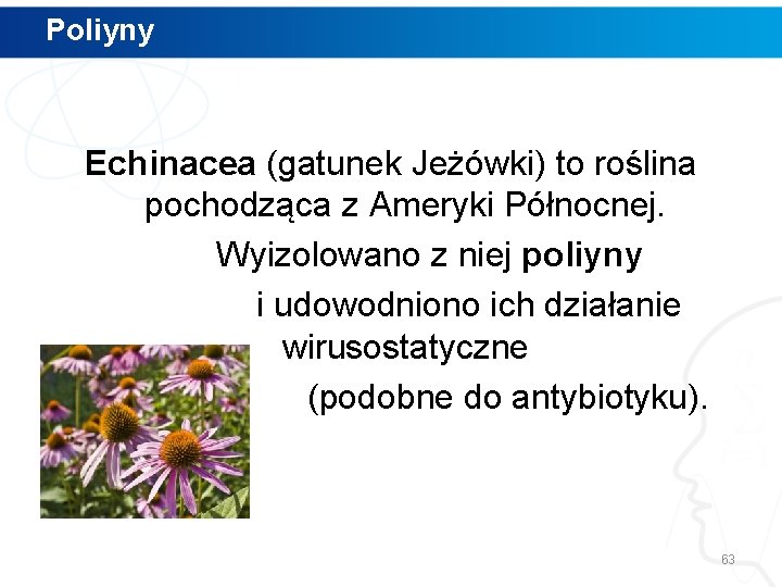 Poliyny Echinacea (gatunek Jeżówki) to roślina pochodząca z Ameryki Północnej. Wyizolowano z niej poliyny