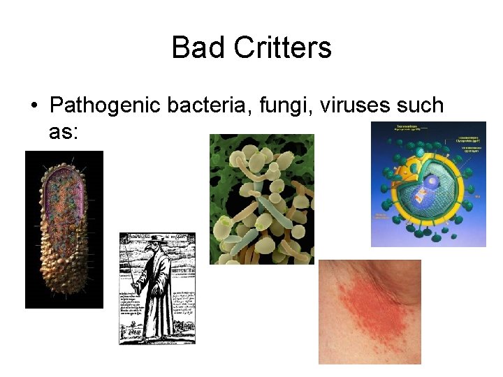 Bad Critters • Pathogenic bacteria, fungi, viruses such as: 