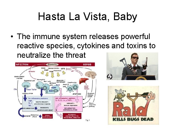 Hasta La Vista, Baby • The immune system releases powerful reactive species, cytokines and