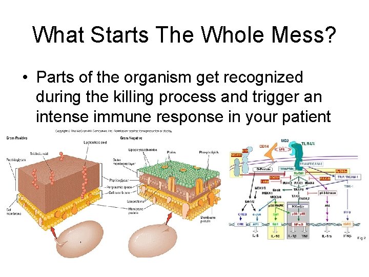 What Starts The Whole Mess? • Parts of the organism get recognized during the