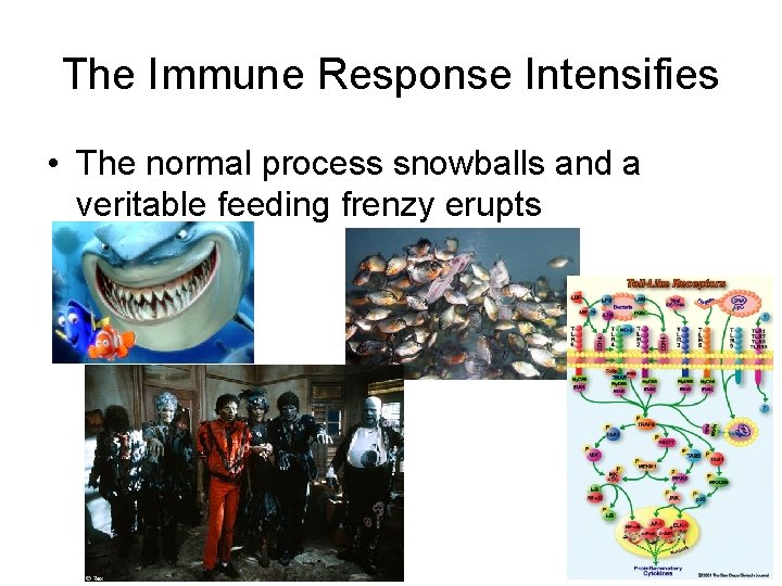 The Immune Response Intensifies • The normal process snowballs and a veritable feeding frenzy