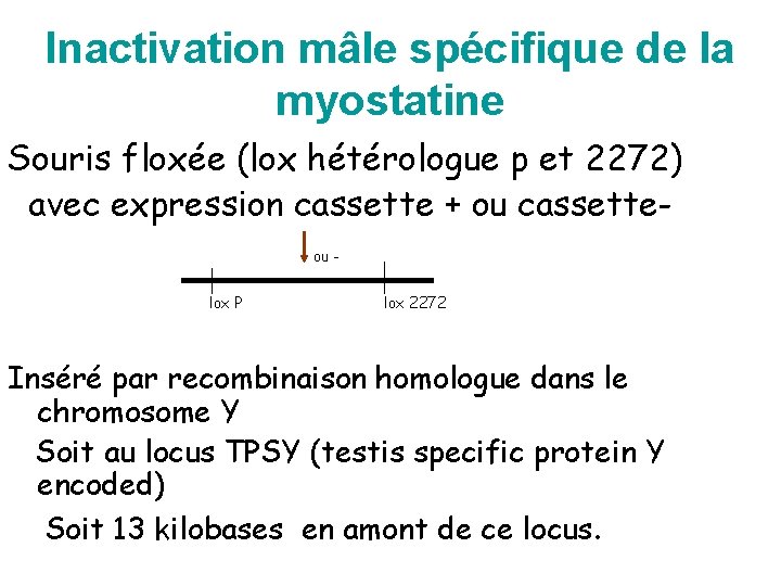 Inactivation mâle spécifique de la myostatine Souris floxée (lox hétérologue p et 2272) avec