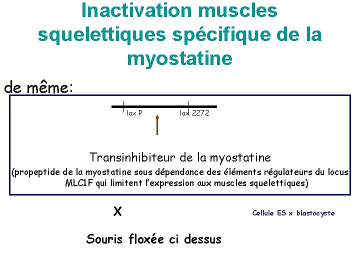 Inactivation muscles squelettiques spécifique de la myostatine de même: lox P lox 2272 Transinhibiteur