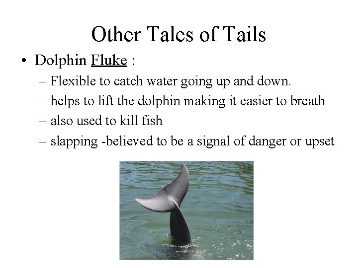 Other Tales of Tails • Dolphin Fluke : – Flexible to catch water going