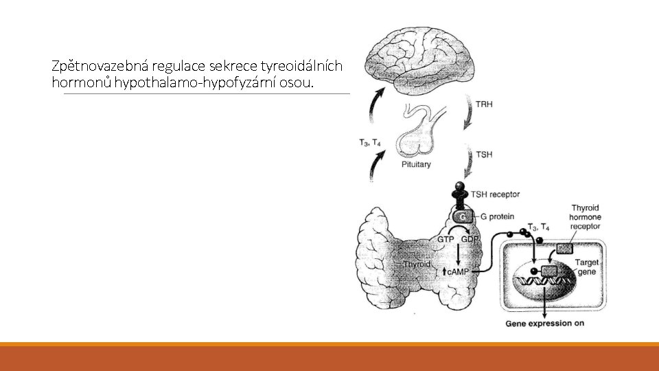Zpětnovazebná regulace sekrece tyreoidálních hormonů hypothalamo-hypofyzární osou. 