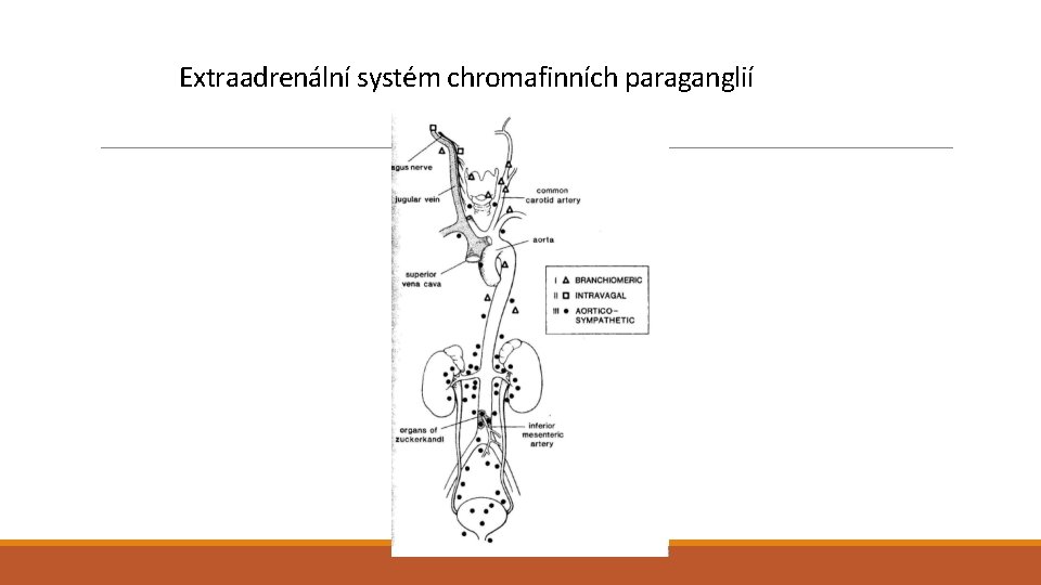 Extraadrenální systém chromafinních paraganglií 