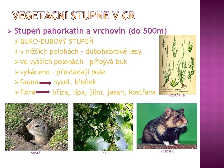 Ø Stupeň pahorkatin a vrchovin (do 500 m) Ø BUKO-DUBOVÝ STUPEŇ Ø v nižších