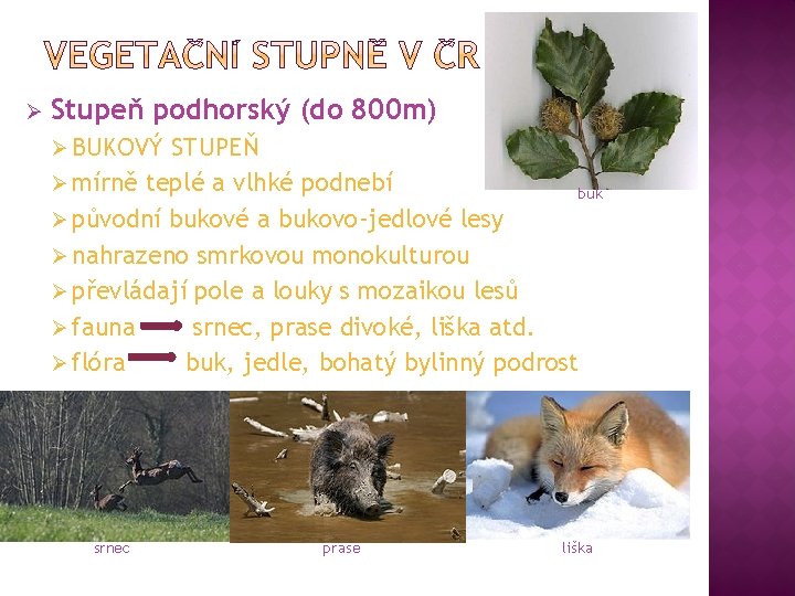 Ø Stupeň podhorský (do 800 m) Ø BUKOVÝ STUPEŇ Ø mírně teplé a vlhké