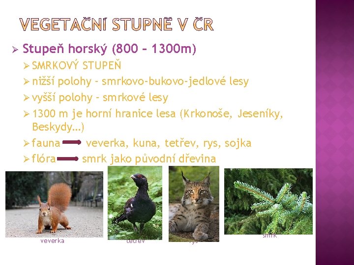 Ø Stupeň horský (800 – 1300 m) Ø SMRKOVÝ STUPEŇ Ø nižší polohy –