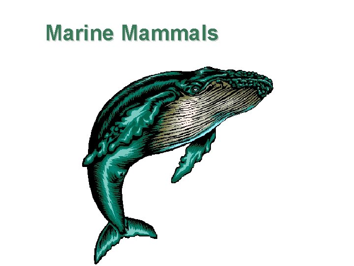 Marine Mammals 