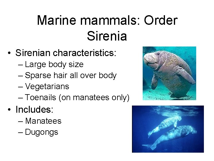 Marine mammals: Order Sirenia • Sirenian characteristics: – Large body size – Sparse hair