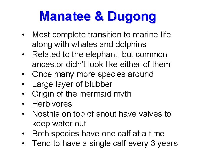 Manatee & Dugong • Most complete transition to marine life along with whales and