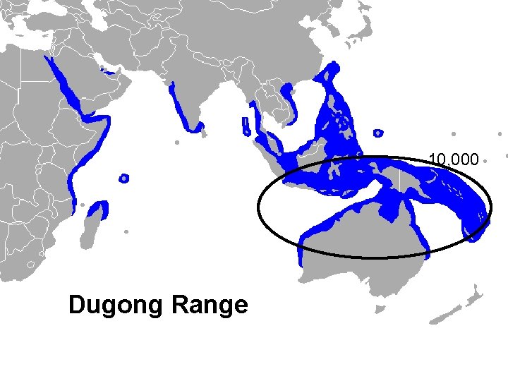 10, 000 Dugong Range 