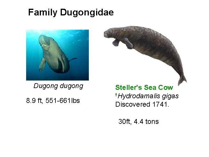 Family Dugongidae Dugong dugong 8. 9 ft, 551 -661 lbs Steller's Sea Cow t.