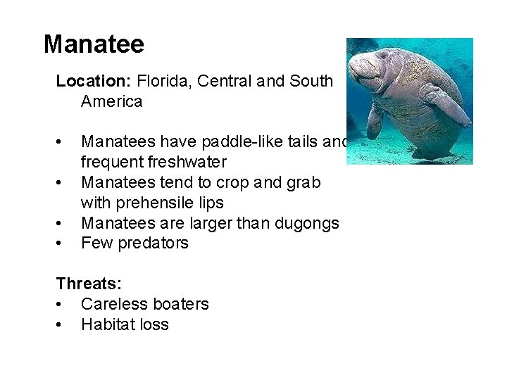 Manatee Location: Florida, Central and South America • • Manatees have paddle-like tails and